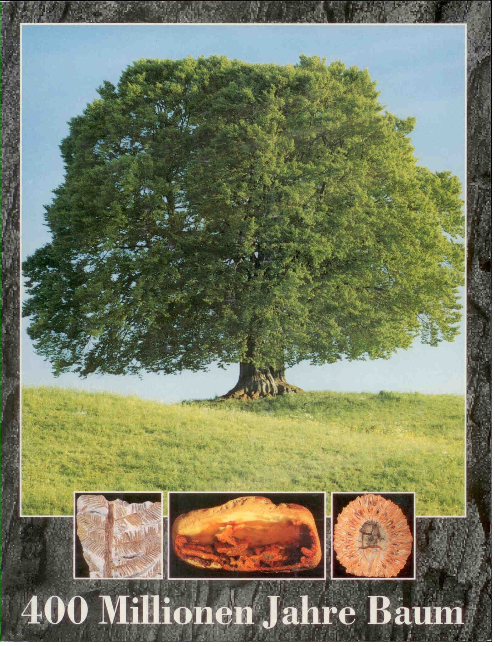 Herm, D.: 400 Millionen Jahre Baum. 