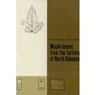 Prochazka,M. & Bureck, C.: Maple leaves from the Tertiary of north Bohemia